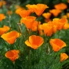 Orange California Poppy Seeds - Easy-to-Grow Wildflower, Bright Orange, 500 Seeds - Image 1