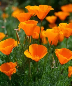 Orange California Poppy Seeds - Easy-to-Grow Wildflower, Bright Orange, 500 Seeds - Image 1