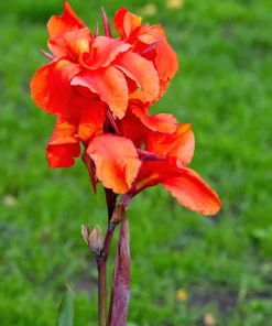 Orange Canna Lily Flower Seeds - 5 Seeds, Tropical Garden Plant - Image 10