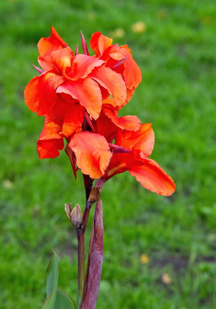 Orange Canna Lily Flower Seeds - 5 Seeds, Tropical Garden Plant - Image 10