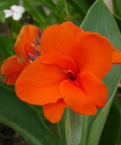 Orange Canna Lily Flower Seeds - 5 Seeds, Tropical Garden Plant - Image 11