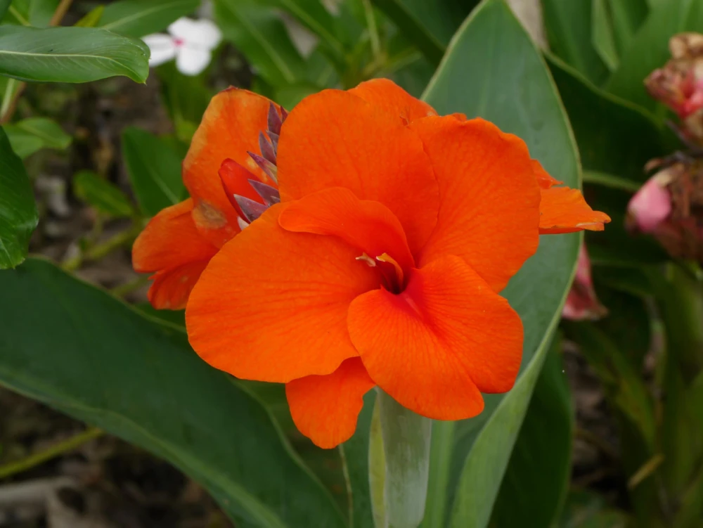 Orange Canna Lily Flower Seeds - 5 Seeds, Tropical Garden Plant - Image 11