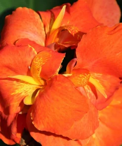 Orange Canna Lily Flower Seeds - 5 Seeds, Tropical Garden Plant - Image 12