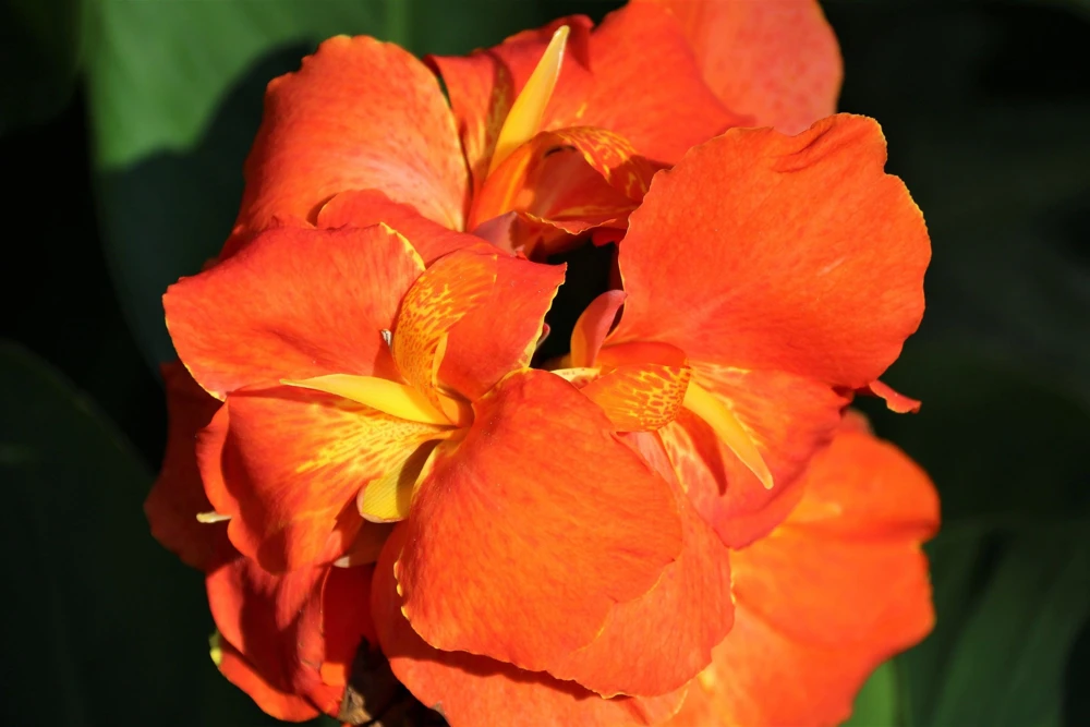 Orange Canna Lily Flower Seeds - 5 Seeds, Tropical Garden Plant - Image 12