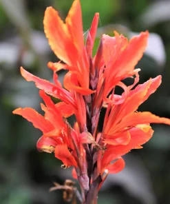 Orange Canna Lily Flower Seeds - 5 Seeds, Tropical Garden Plant - Image 13