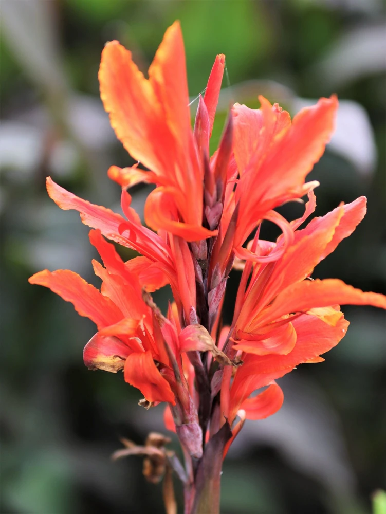 Orange Canna Lily Flower Seeds - 5 Seeds, Tropical Garden Plant - Image 13
