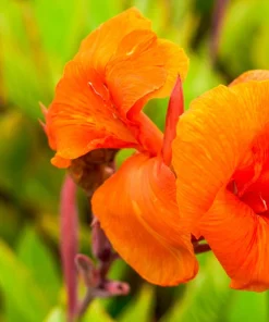 Orange Canna Lily Flower Seeds - 5 Seeds, Tropical Garden Plant - Image 14