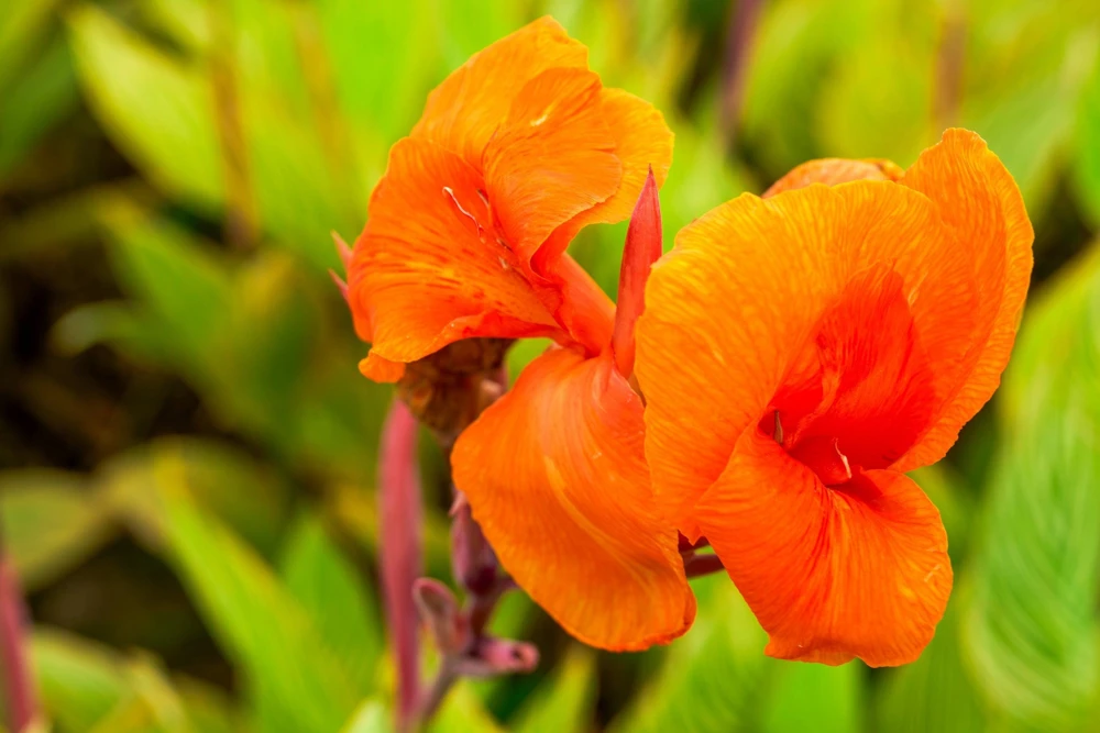 Orange Canna Lily Flower Seeds - 5 Seeds, Tropical Garden Plant - Image 14