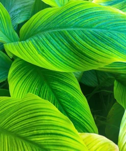 Orange Canna Lily Flower Seeds - 5 Seeds, Tropical Garden Plant - Image 15