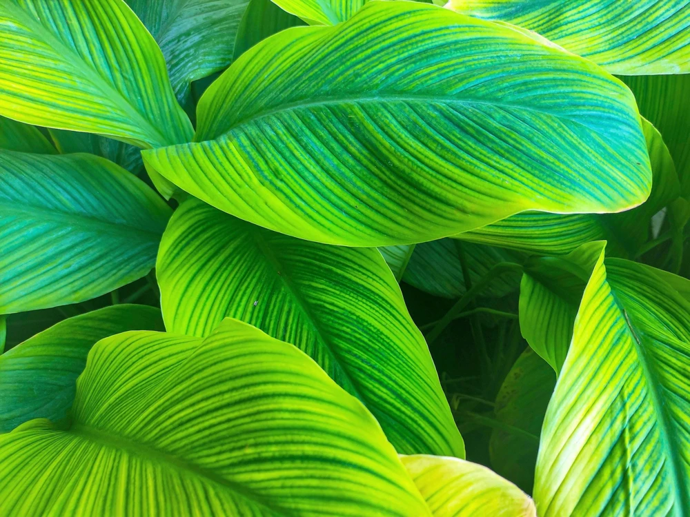 Orange Canna Lily Flower Seeds - 5 Seeds, Tropical Garden Plant - Image 15