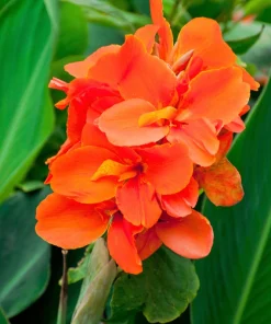 Orange Canna Lily Flower Seeds - 5 Seeds, Tropical Garden Plant - Image 2