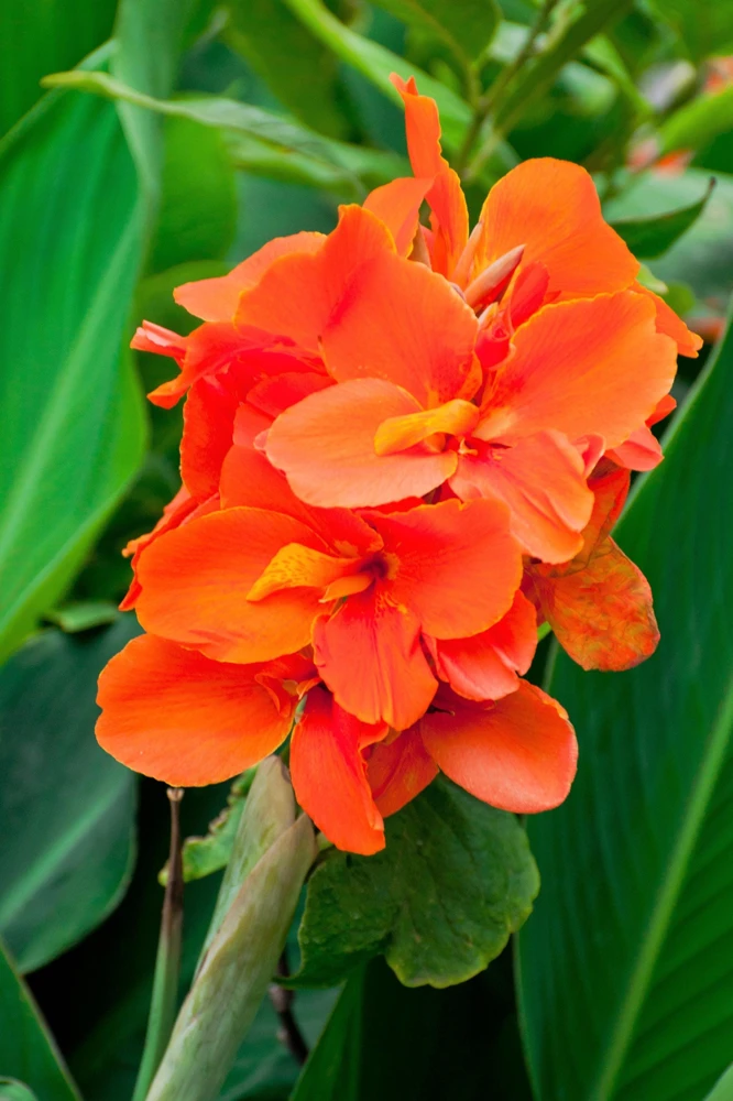 Orange Canna Lily Flower Seeds - 5 Seeds, Tropical Garden Plant - Image 2