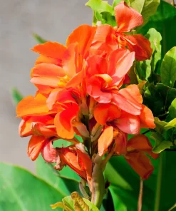 Orange Canna Lily Flower Seeds - 5 Seeds, Tropical Garden Plant - Image 3