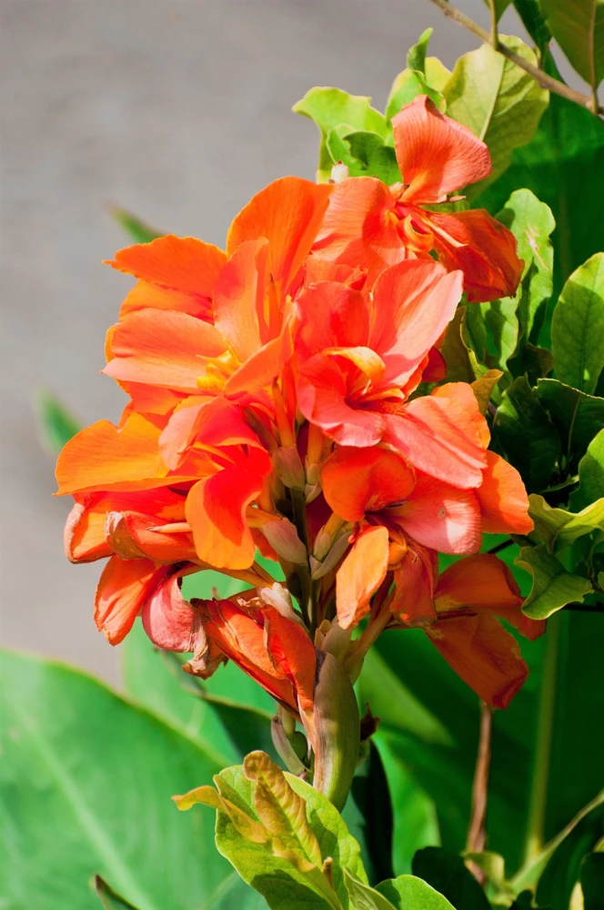 Orange Canna Lily Flower Seeds - 5 Seeds, Tropical Garden Plant - Image 3