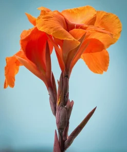 Orange Canna Lily Flower Seeds - 5 Seeds, Tropical Garden Plant - Image 4