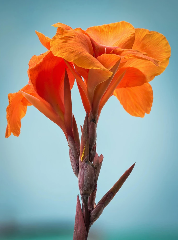 Orange Canna Lily Flower Seeds - 5 Seeds, Tropical Garden Plant - Image 4