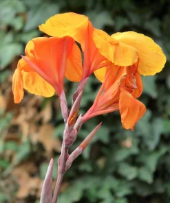 Orange Canna Lily Flower Seeds - 5 Seeds, Tropical Garden Plant - Image 5