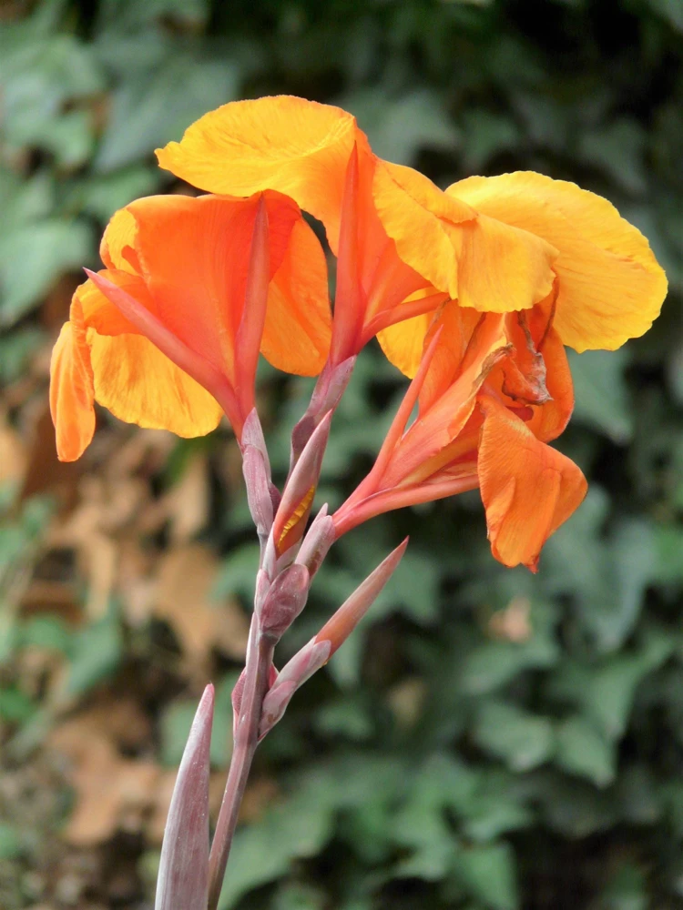 Orange Canna Lily Flower Seeds - 5 Seeds, Tropical Garden Plant - Image 5