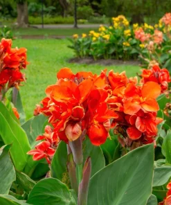 Orange Canna Lily Flower Seeds - 5 Seeds, Tropical Garden Plant - Image 6