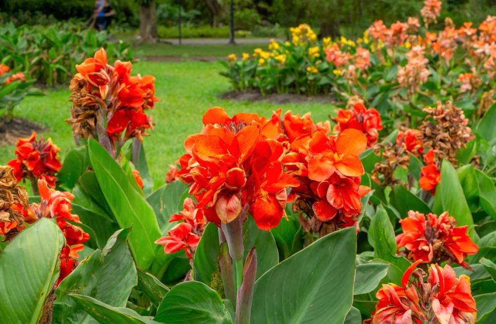Orange Canna Lily Flower Seeds - 5 Seeds, Tropical Garden Plant - Image 6