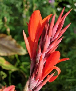 Orange Canna Lily Flower Seeds - 5 Seeds, Tropical Garden Plant - Image 7
