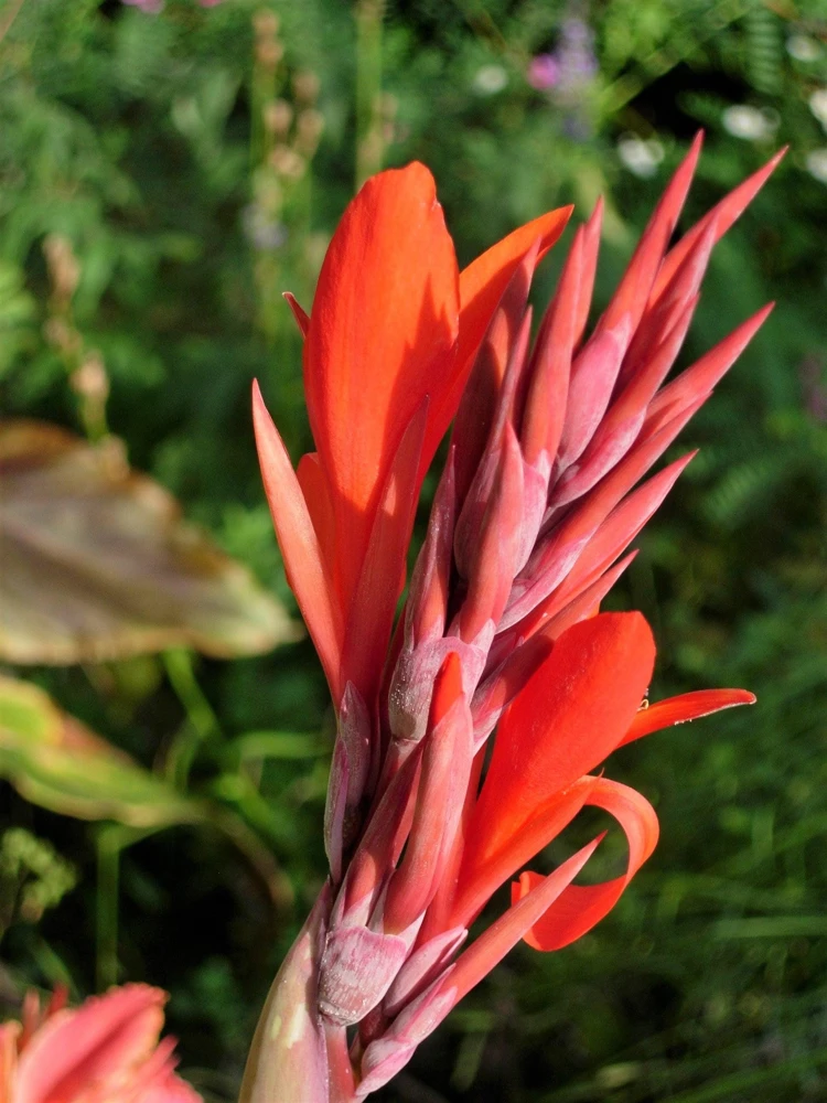 Orange Canna Lily Flower Seeds - 5 Seeds, Tropical Garden Plant - Image 7