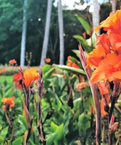 Orange Canna Lily Flower Seeds - 5 Seeds, Tropical Garden Plant - Image 8