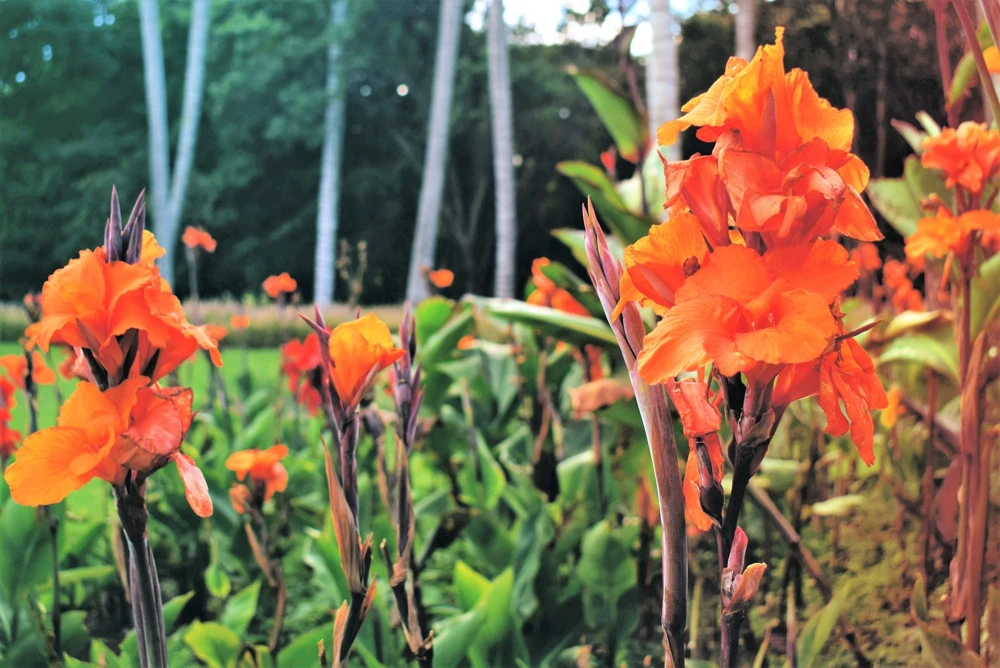 Orange Canna Lily Flower Seeds - 5 Seeds, Tropical Garden Plant - Image 8