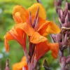 Orange Canna Lily Flower Seeds - 5 Seeds, Tropical Garden Plant - Image 1