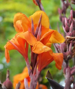 Orange Canna Lily Flower Seeds - 5 Seeds, Tropical Garden Plant - Image 1