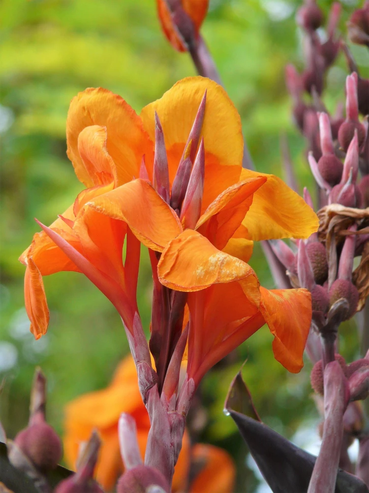 Orange Canna Lily Flower Seeds - 5 Seeds, Tropical Garden Plant - Image 1