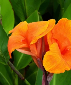 Orange Canna Lily Flower Seeds - 5 Seeds, Tropical Garden Plant - Image 9