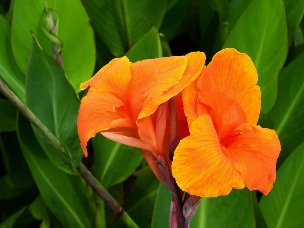 Orange Canna Lily Flower Seeds - 5 Seeds, Tropical Garden Plant - Image 9