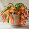 Orange Christmas Cactus Live Plant – 4-6 Inch Tall Holiday Cactus – Potted Houseplant - Image 1