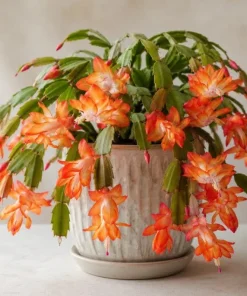 Orange Christmas Cactus Live Plant – 4-6 Inch Tall Holiday Cactus – Potted Houseplant - Image 1