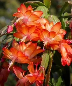 Orange Christmas Cactus Live Plant – 4-6 Inch Tall Holiday Cactus – Potted Houseplant - Image 2