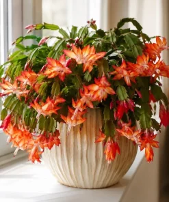 Orange Christmas Cactus Live Plant – 4-6 Inch Tall Holiday Cactus – Potted Houseplant - Image 3
