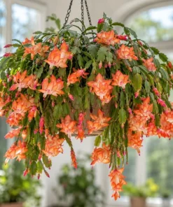 Orange Christmas Cactus Live Plant – 4-6 Inch Tall Holiday Cactus – Potted Houseplant - Image 4