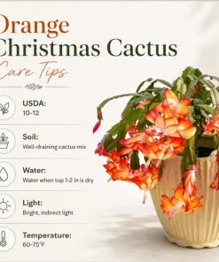Orange Christmas Cactus Live Plant – 4-6 Inch Tall Holiday Cactus – Potted Houseplant - Image 5