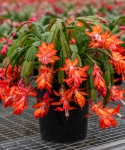 Orange Christmas Cactus Live Plant – 4-6 Inch Tall Holiday Cactus – Potted Houseplant - Image 6
