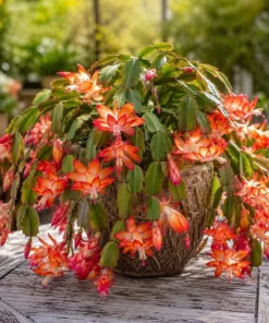 Orange Christmas Cactus Live Plant – 4-6 Inch Tall Holiday Cactus – Potted Houseplant - Image 7