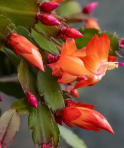 Orange Christmas Cactus Live Plant – 4-6 Inch Tall Holiday Cactus – Potted Houseplant - Image 8