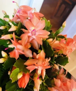 Orange Christmas Cactus Live Plant - Holiday Blooming Succulent 4-6 Inch Tall Indoor Outdoor - Image 2