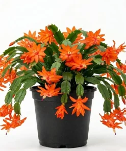 Orange Christmas Cactus Live Plant - Holiday Blooming Succulent 4-6 Inch Tall Indoor Outdoor - Image 3