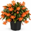 Orange Christmas Cactus Live Plant - Holiday Blooming Succulent 4-6 Inch Tall Indoor Outdoor - Image 1
