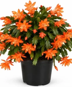 Orange Christmas Cactus Live Plant - Holiday Blooming Succulent 4-6 Inch Tall Indoor Outdoor - Image 1