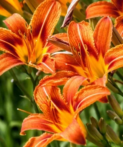 Orange Daylily Bulbs - 3 Pack Hemerocallis Hardy Perennial for Outdoor Garden - Image 5
