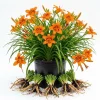Orange Daylily Bulbs - 3 Pack Hemerocallis Hardy Perennial for Outdoor Garden - Image 1