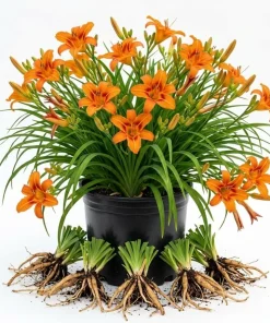 Orange Daylily Bulbs - 3 Pack Hemerocallis Hardy Perennial for Outdoor Garden - Image 1