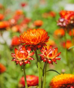 Orange Double Strawflower Seeds - 100 Count Helichrysum Monstrosum - Image 4